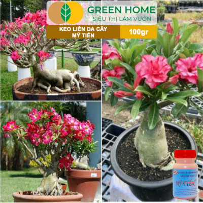 Keo Liền Sẹo Cho Cây Greenhome, Mỹ Tiến, Chai 100gr, Liền Nhanh Vết Cắt Da Cây, Chiết Cành, Tạo Dáng Bonsai, Lan, Kiểng