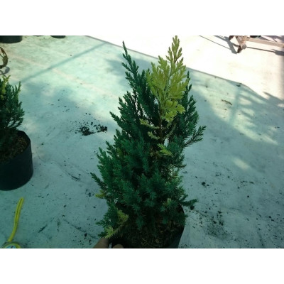 Cây Sơn Tùng Cẩm Thạch - cây cảnh để bàn + tặng phân bón cho cây