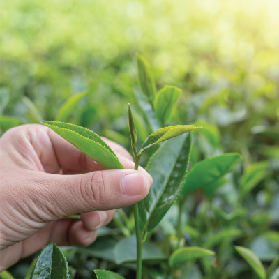 Trà Oolong Tấm Cầu Đất - Túi 500Gr - Nguyên liệu làm trà sữa tự pha chế trà sữa đài loan Dalat Farm