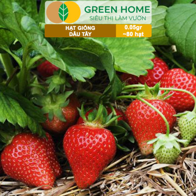 Hạt Giống Dâu Tây Đỏ Greenhome, Gói 0,05gr~80 hạt, Chịu Nhiệt, Quả To, Dễ Trồng, Năng Suất Cao T17
