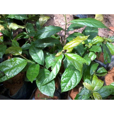 cây giống xạ đen