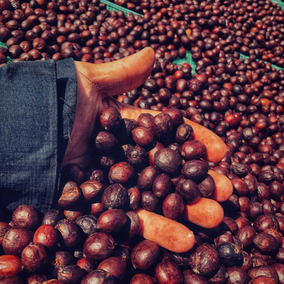 Trà vỏ cà phê Cascara hương mật ong 200g