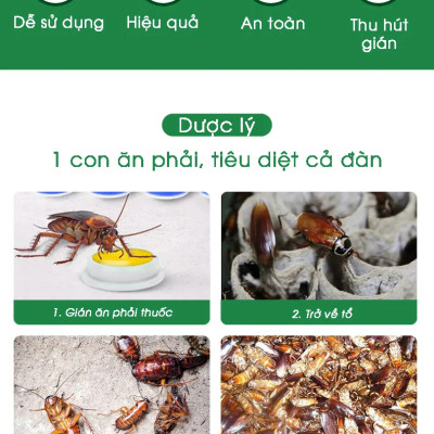 Combo 2 hộp viên diệt gián sinh học AMB, thuốc diệt gián Đức hiệu quả nhanh chóng, an toàn sức khỏe