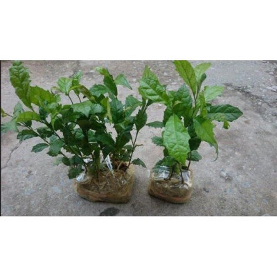 cây giống xạ đen