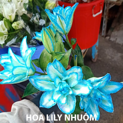 Combo 2 chai dung dịch Bảo Quản Hoa Lily không nở trong 15 ngày tại nhà vườn trồng hoa Growers theo công nghệ xử lý TOG của Israel (dạng nước đậm đặc)