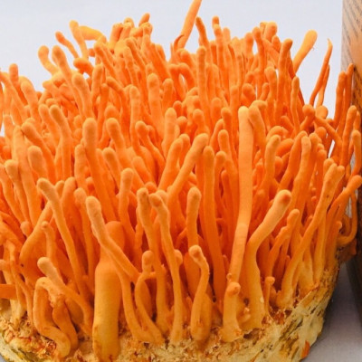 ĐÔNG TRÙNG HẠ THẢO ĐÔNG KHÔ NATURE CORDYCEPS