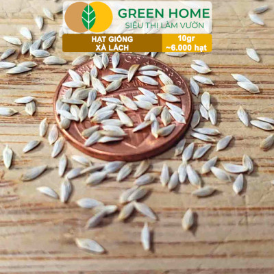 Hạt Giống Rau Xà Lách Vàng Greenhome, Gói 10g~6000 hạt, Dễ Trồng Quanh Năm, Nảy Mầm Cao, Thu Hoạch Nhanh, Năng Suất Cao R13
