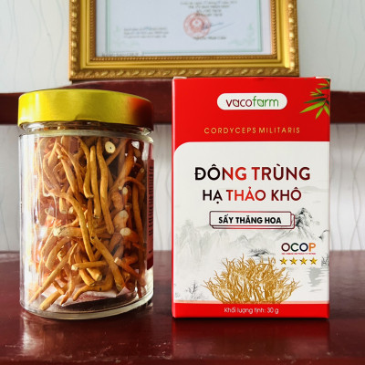 Đông trùng hạ thảo Vacofarm 30g thủy tinh sấy thăng hoa, mua 1 tặng hộp 10g,Mua 2 tặng 1 cùng loại
