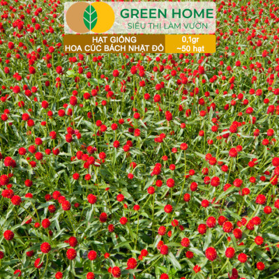 Hạt Giống Hoa Cúc Bách Nhật Đỏ GreenHome, Gói 0,1g~50 hạt, Dễ Trồng Quanh Năm, Ra Hoa Liên Tục H16