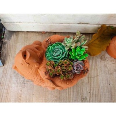 Chậu Cây Gốm Đất Nung (terracotta) Hình CHẬU CÁ