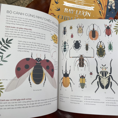 Combo 3 cuốn TUNG CÁNH TRONG KHÔNG TRUNG (Cất cánh cùng côn trùng - Bay lượn với chim muông - Con người chinh phục bầu trời) - Beauty of Science – Keng dịch - NXB Kim Đồng (bìa mềm - in màu toàn bộ)