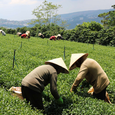 Trà Oolong Tấm Cầu Đất - Túi 500Gr - Nguyên liệu làm trà sữa tự pha chế trà sữa đài loan Dalat Farm