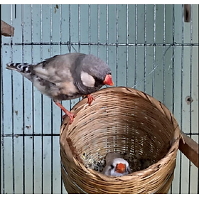 1 tổ tre dành cho finch, manh manh