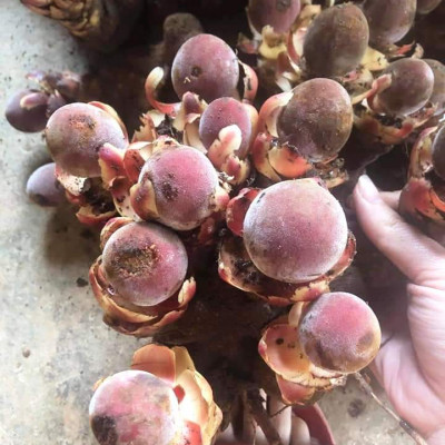 Đặc Sản Kon Tum - Ngọc Cẩu Khô Đặc Sản Kon Tum (Nấm Tỏa Dương) 1Kg - OCOP 3 Sao