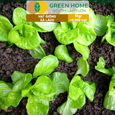 Hạt Giống Rau Xà Lách Vàng Greenhome, Gói 10g~6000 hạt, Dễ Trồng Quanh Năm, Nảy Mầm Cao, Thu Hoạch Nhanh, Năng Suất Cao R13