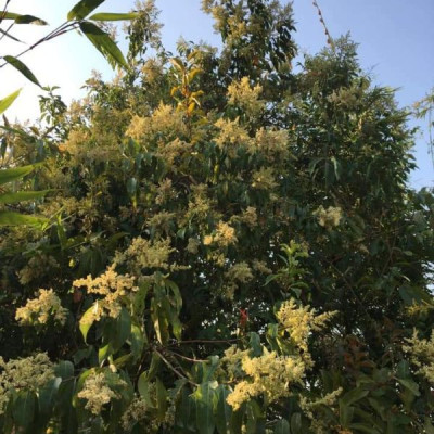 5 chai  Mật ong nguyên chất hoa rừng tây bắc Phúc Khang  (720g) - Hàng Chính Hãng  - Mật ong sạch , mật ong cao cấp đạt tiêu chuẩn xuất khẩu - Bồi bổ cơ thể , tăng sức đề kháng 