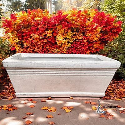 Chậu Gốm Chữ Nhật Trồng Cây Sân Thượng - Chậu Trồng Cây Trong Nhà 50x25x20cm