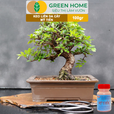 Keo Liền Sẹo Cho Cây Greenhome, Mỹ Tiến, Chai 100gr, Liền Nhanh Vết Cắt Da Cây, Chiết Cành, Tạo Dáng Bonsai, Lan, Kiểng