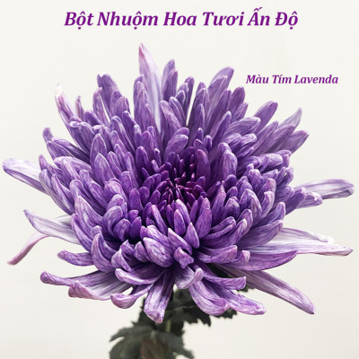 Thuốc Bột Nhuộm Hoa Tươi  màu thực phẩm Ấn Độ (Combo 3 hộp tùy màu) giúp đổi màu hoa cắt cành (1 hủ pha 12L nước màu)