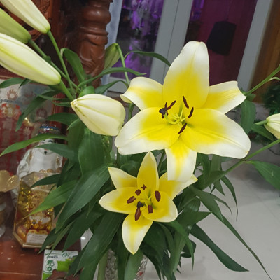  (COMBO 30 GÓI) GÓI DƯỠNG HOA TƯƠI LONGLIFE CỦA ISRAEL GIỮ HOA TƯƠI LÂU GẤP 2 LẦN VÀ 14 NGÀY KHÔNG THAY NƯỚC MỚI