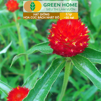 Hạt Giống Hoa Cúc Bách Nhật Đỏ GreenHome, Gói 0,1g~50 hạt, Dễ Trồng Quanh Năm, Ra Hoa Liên Tục H16