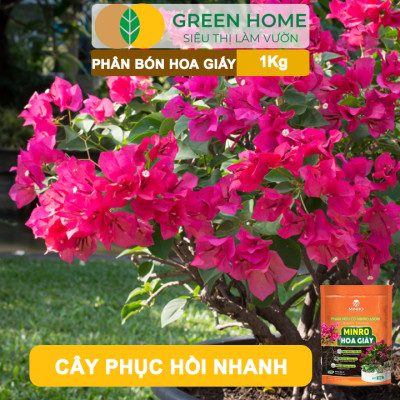 Phân Bón Hoa Giấy Greenhome, Minro, Bao 1kg, Hữu Cơ, Cứng Thân, Tạo Tán, Ra Bông Nhiều, Lâu Tàn