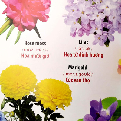 Sách-THƯ VIỆN HÌNH ẢNH SONG NGỮ ĐẦU TIÊN CỦA BÉ - HOA - RAU - CỦ - QUẢ_VT
