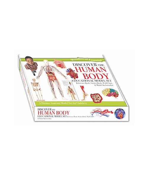 Wol Model Set - Human Body