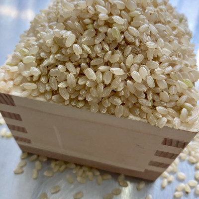 GẠO LỨT NHẬT HOKKAIDO YUMEPIRIKA 