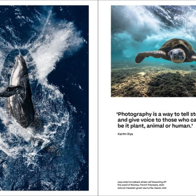 Why We Photograph Animals  