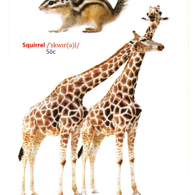 Từ Điển Anh - Việt Bằng Hình: Động Vật (Dành Cho Trẻ Từ 2 - 6 Tuổi)