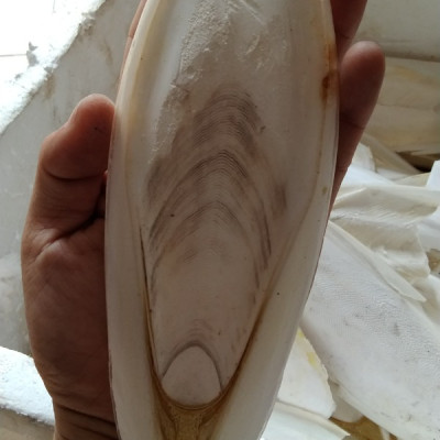 1 miếng nan mực bổ sung canxi cho chim, vẹt luôn khỏe mạnh