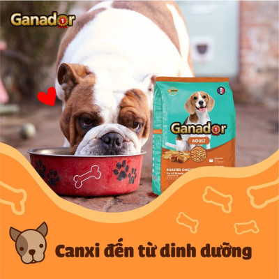 20KG Thức ăn cho chó trưởng thành Ganador vị gà nướng Adult Roasted Chicken Flavor