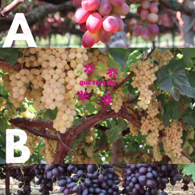 Nho khô Sunview Raisins Mỹ không hạt 3 màu giàu Vitamin khoáng chất, tốt cho tim mạch (425g/hộp) - QuaTangMe Extaste