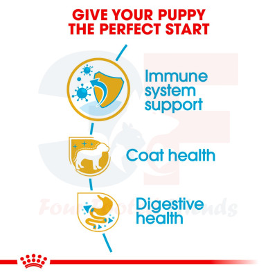 Thức Ăn Hạt Cho Chó Poodle Từ 2-10 Tháng Tuổi Royal Canin Poodle Junior