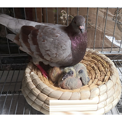 1 tổ đẻ đan rơm dùng cho cu gáy, bồ câu (rất rộng rãi và thoải mái)