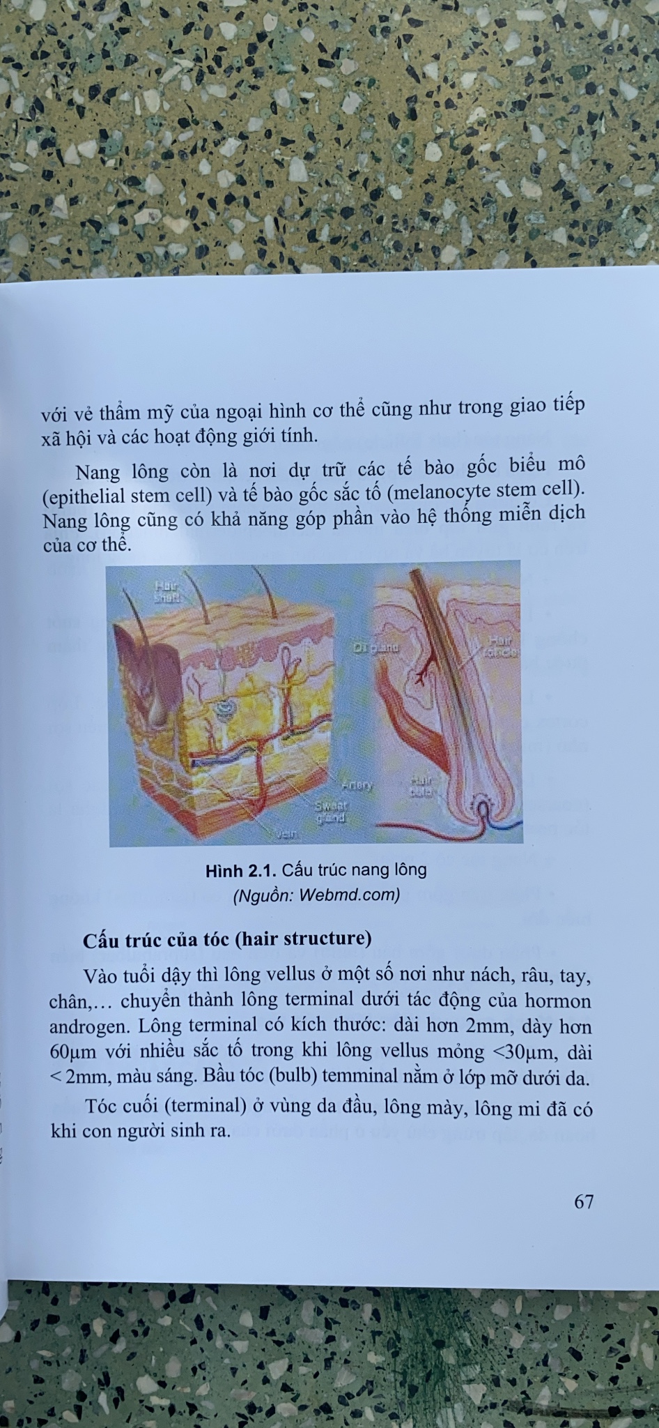 Sách - Tạo hình thẩm mỹ Đầu - Mặt - Cổ & Mông - Chân - Tay