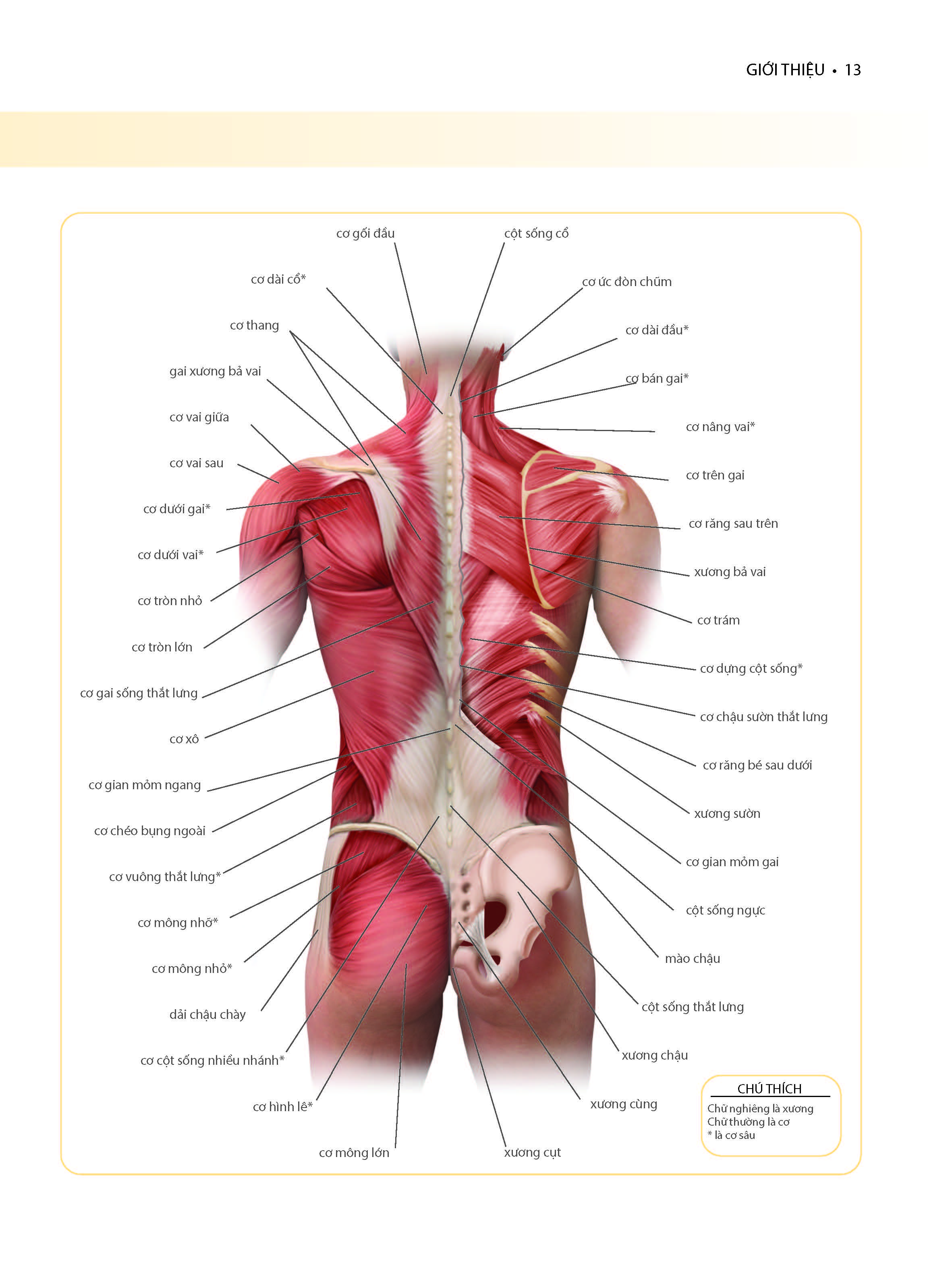 Cổ, Vai, Lưng Khỏe Mạnh Với Bài Tập Cơ Bản (In màu)