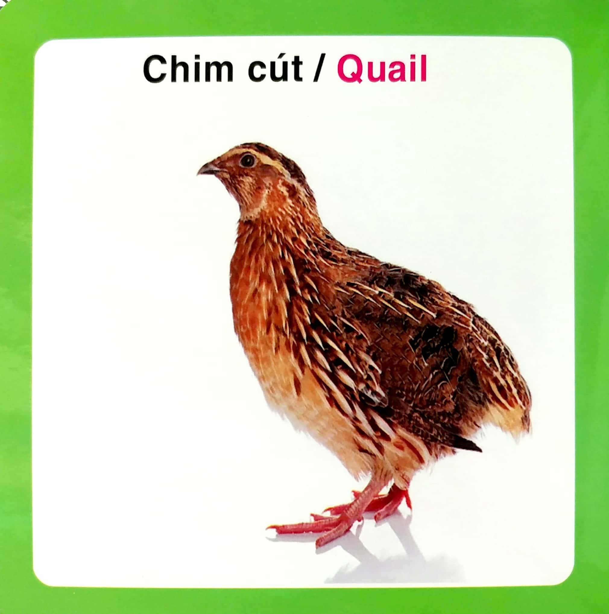 Từ Điển Hình Ảnh Cho Bé - Các Loài Chim