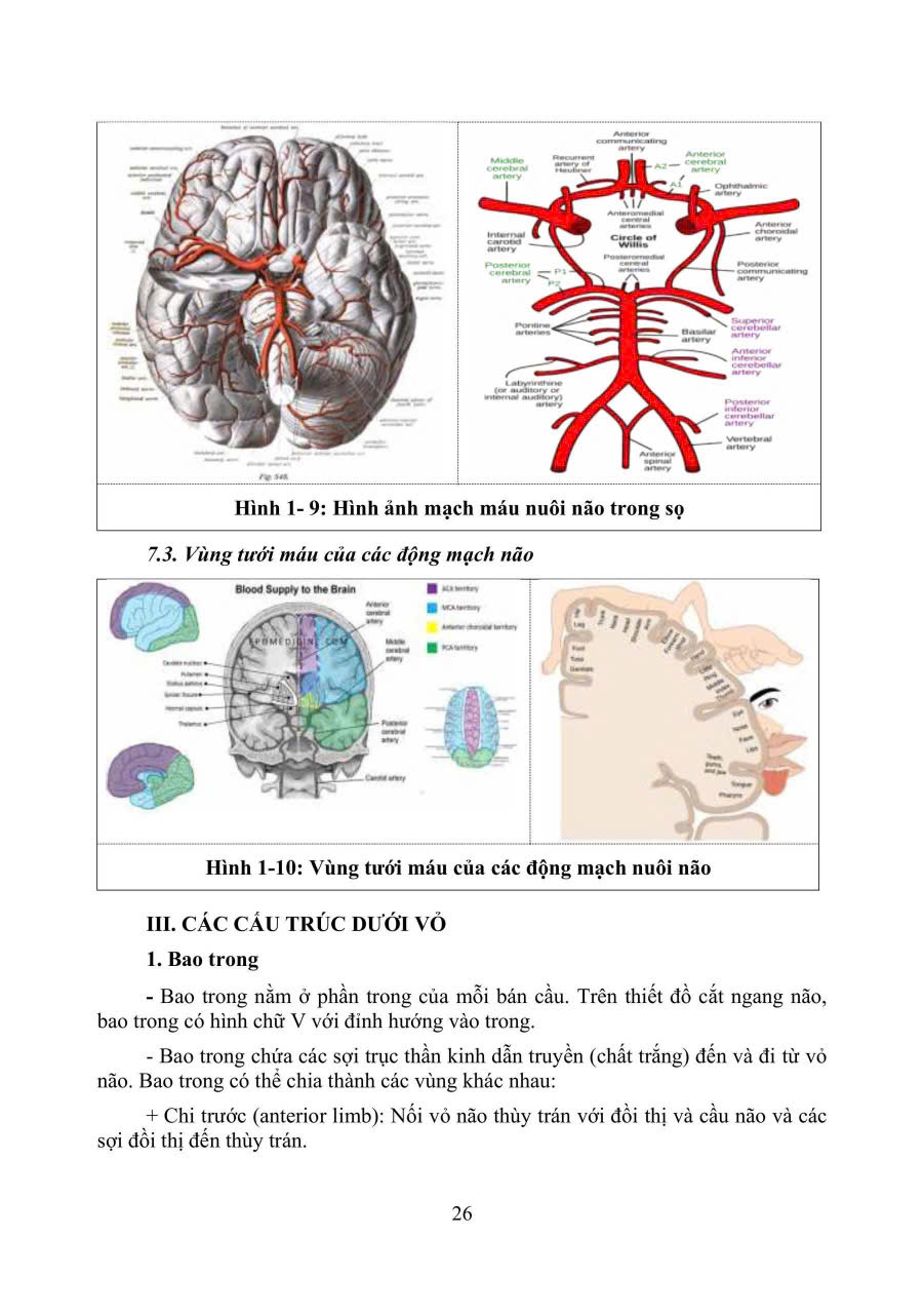 Sách - PHỤC HỒI CHỨC NĂNG CHẤN THƯƠNG NÃO