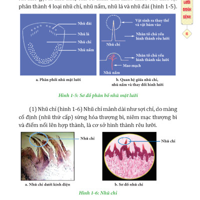 Đông Y Thiệt Chẩn (Tái Bản 2023)