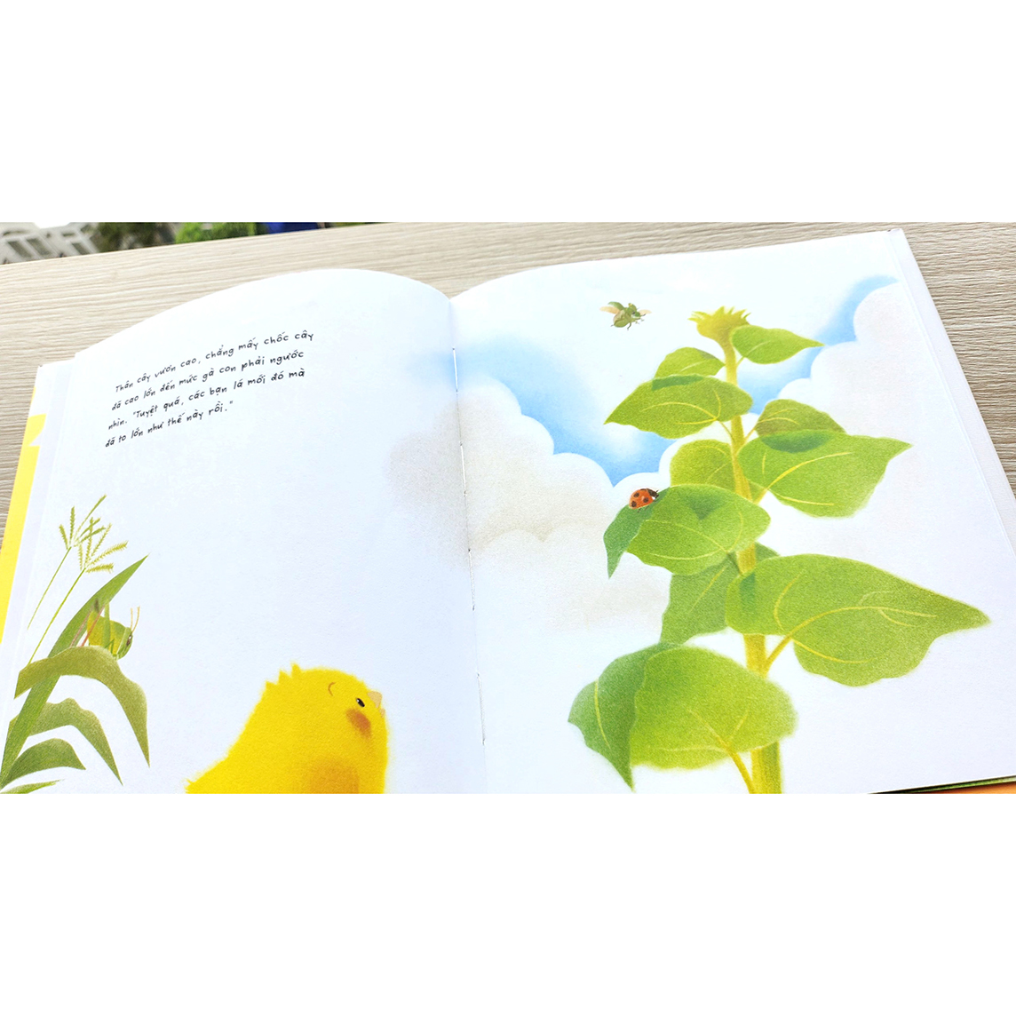 Gà con và hoa hướng dương