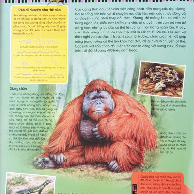 Di Chuyển Và Di Cư