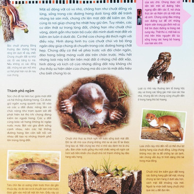 Di Chuyển Và Di Cư