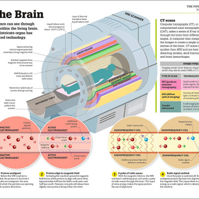 How The Brain Works: The Facts Visually Explained (How Things Work)