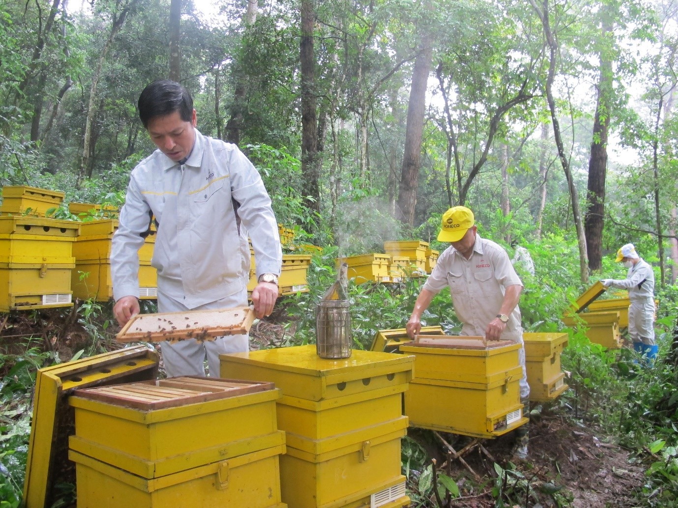 Mật ong sữa chúa Honeco 860g - Mật ong rừng kết hợp sữa ong chúa tươi