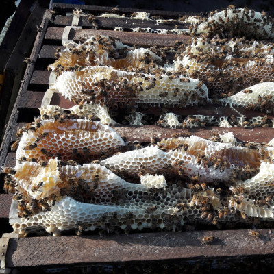 Nến Sáp Ong 59 Giờ Kèm Dĩa Gỗ Dừa 10cm : Khử Mùi Hôi Phòng, Làm Sạch Không Khí, Thơm Nhẹ Mùi Mật Ong - HÀNG CHÍNH HÃNG