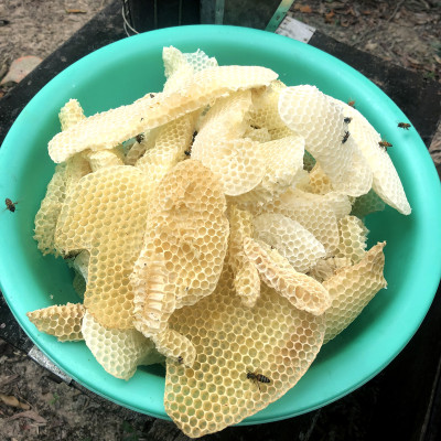 Nến Sáp Ong 9 Giờ Kèm Dĩa Gỗ Dừa 10cm : Khử Mùi Hôi Phòng Kín, Làm Sạch Không Khí, Thơm Nhẹ Mùi Mật Ong - HÀNG CHÍNH HÃNG