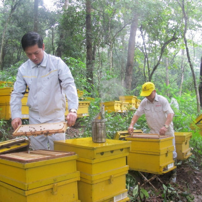 Mật ong hoa rừng Honeco 500g - Mật ong tự nhiên, hương thơm đặc trưng, giá trị dinh dưỡng cao