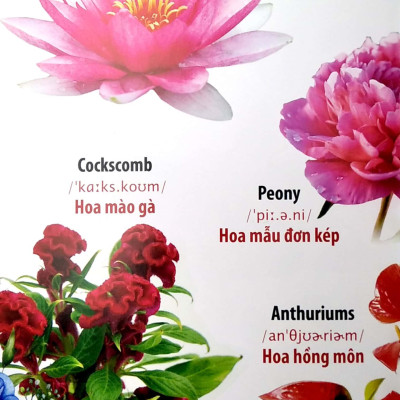 Thư Viện Hình Ảnh Song Ngữ Đầu Tiên Của Bé - Hoa - Rau Củ - Quả